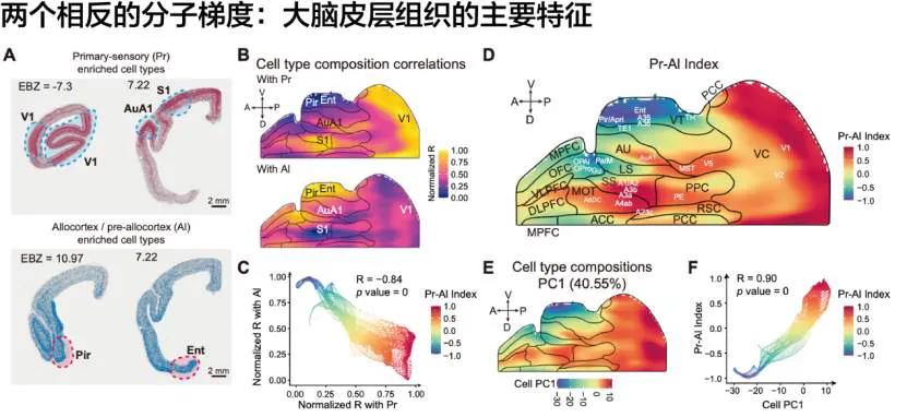 大脑皮层起源之谜刚被破解！中国科学家给出了终极答案！人体的“指挥中心”大脑