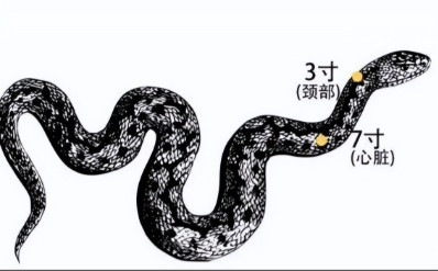 打蛇头会发生不好的事？一位养蛇40多年的老师傅告诉我，99%的人不知道，野外遇到