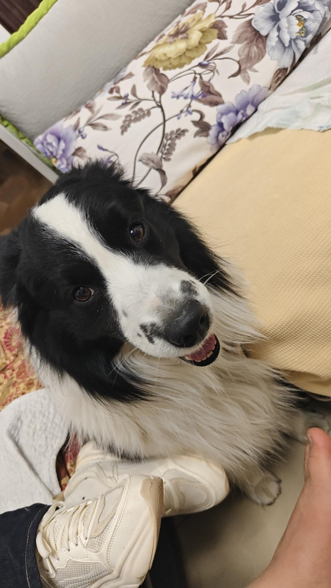 过年回家，最治愈的是悠悠的拥抱过年一进门，我家边牧悠悠就扑过来了！大尾巴摇