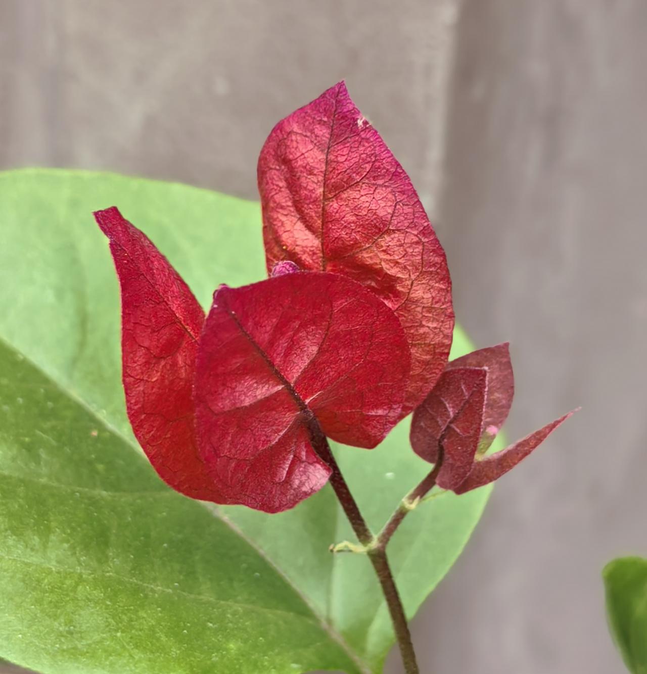 感冒了三周，还没有好，咳起来惊天动地。家里成了毒窝，先是孩子感冒，紧接着是我