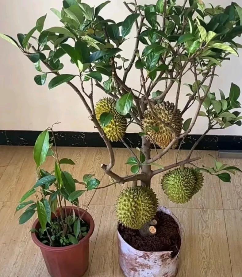 网友晒结满榴莲的盆栽果树，我的榴莲真好。房子屋子里太香了，网友说，你确定你屋子