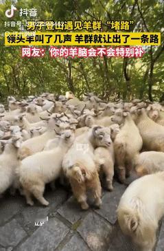 太有灵性了！辽宁，一男子男子爬山时遇到羊群堵路，无奈只好跟在后面走，谁知突然有只