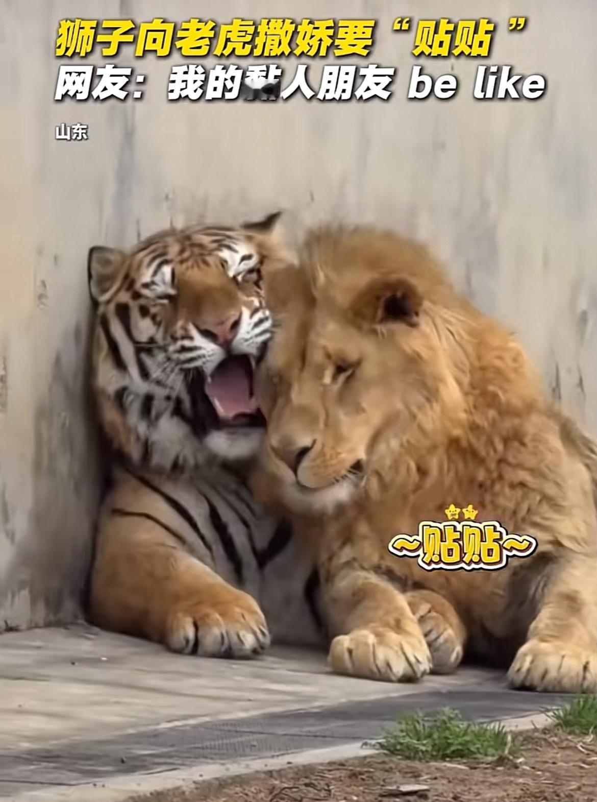 山东烟台，一动物园出现奇葩一幕，一只狮子跟一只老虎玩贴贴，两只大猛兽变身粘人小猫