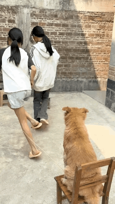 笑不活了！姐姐跳皮筋缺人，家里狗狗竟成最强替补，那小模样也太可爱了吧！