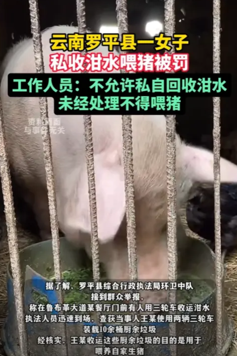 云南罗平，女子推着三轮车去各大餐馆收取厨余垃圾，然后拿回家喂给生猪，结果被人给举