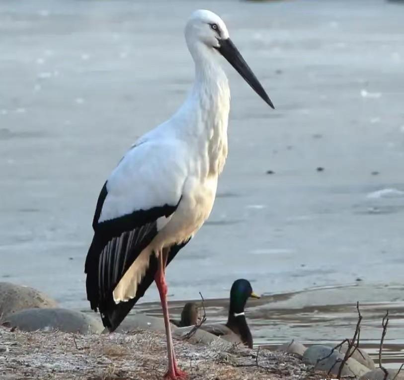 2009年，东北一农民无意间救了一只怪鸟，伤好后还赖着不走，动物专家赶到现场后大