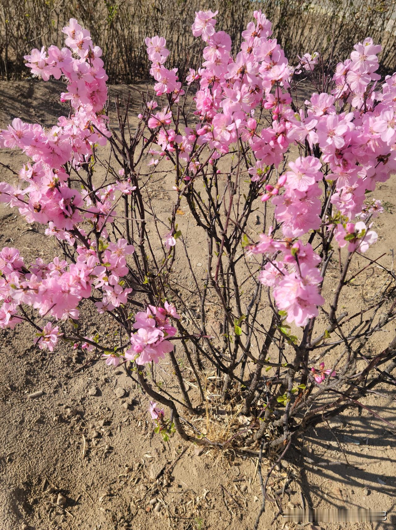 如今的大学生就业，到底是考公考编好，还是去大厂、去外企私企好？似乎公说公有理，婆