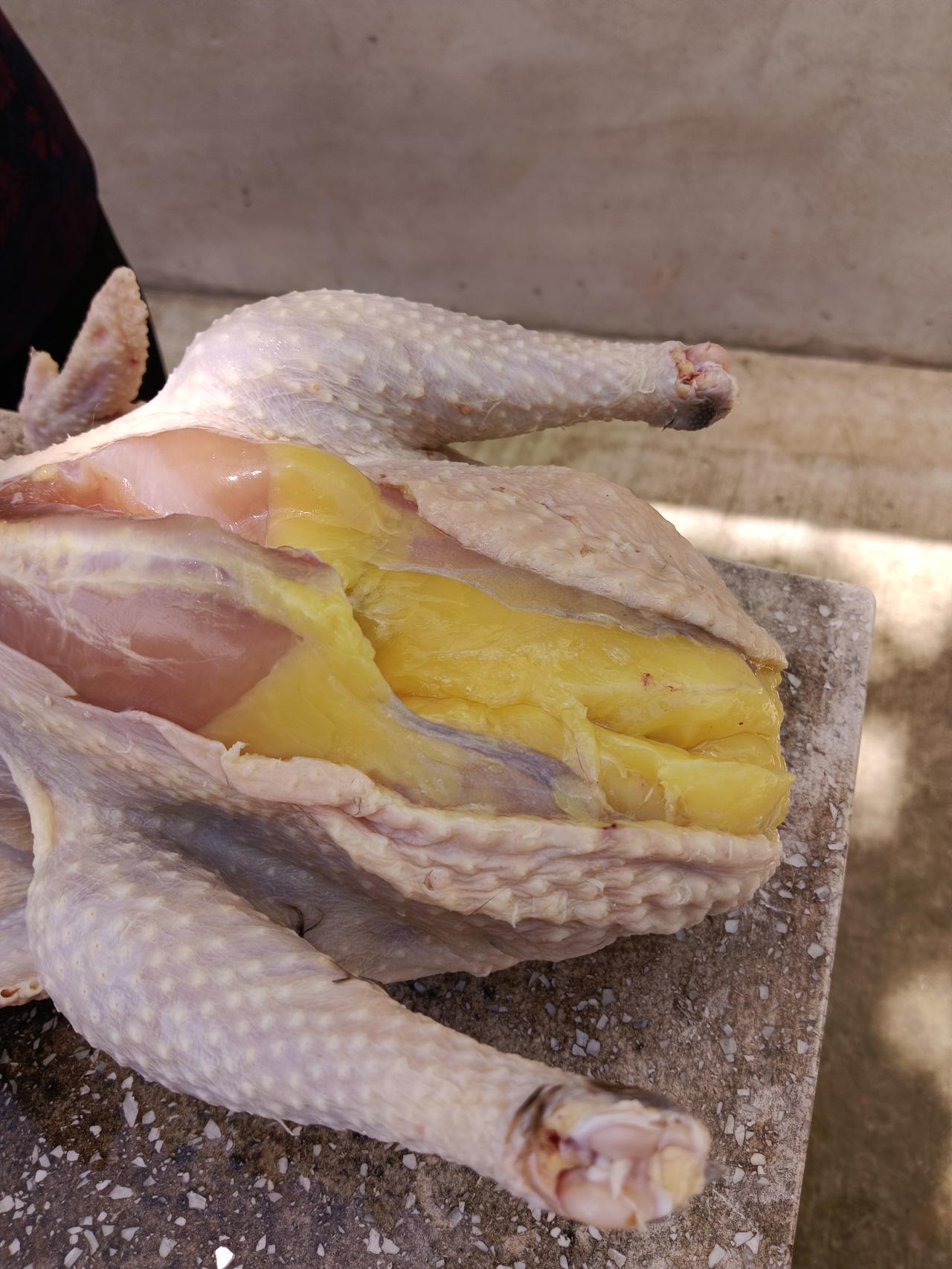 家里养的鸡，这黄油足有斤半重。家养了几只鸡，岳母闲着没事把白菜剁碎了喂，把