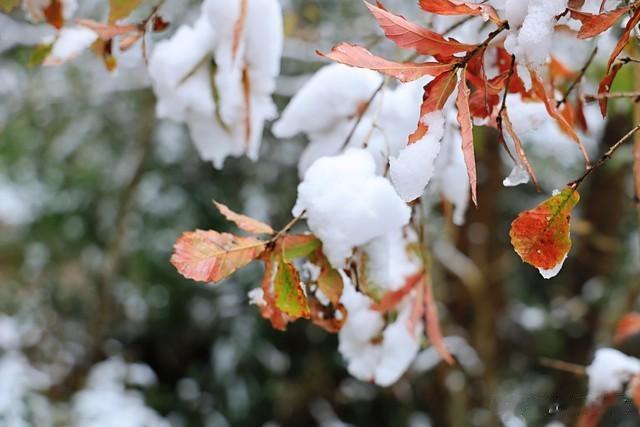 北京今冬初雪迟迟未到, 何时能降临?