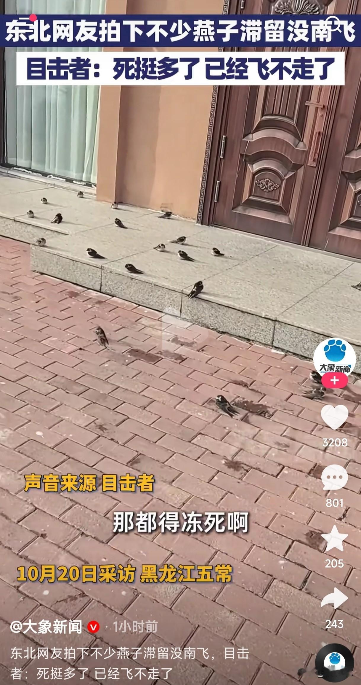 东北网友拍下不少燕子没有南飞而且死的也很多这些没有南飞的燕子都会被冻死吗到