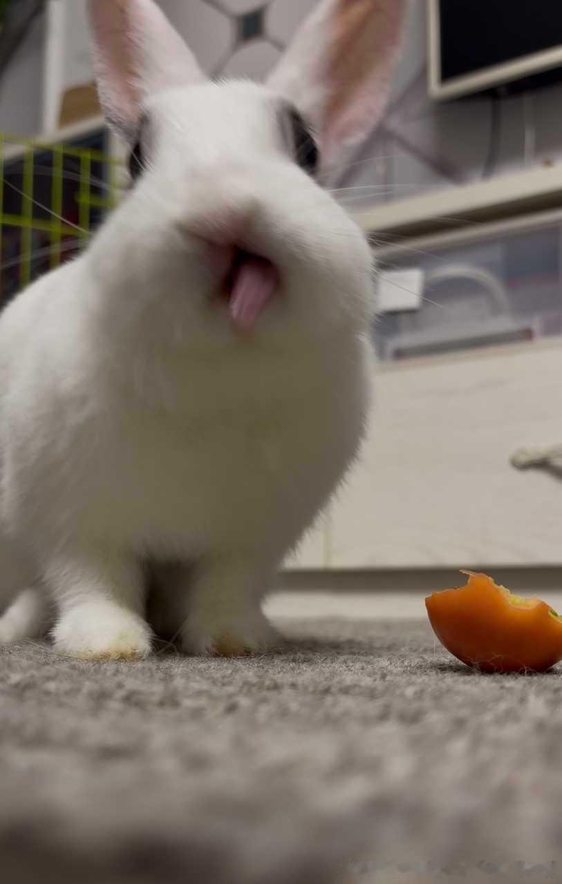 15215🐇【谁要和兔舌吻】展示猪肝​​​
