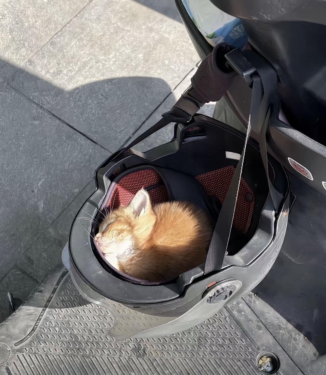 今天买完菜回来，掀开电动车头盔的遮雨布，里面躺着一只灰白相间的小猫，闭着眼，呼呼