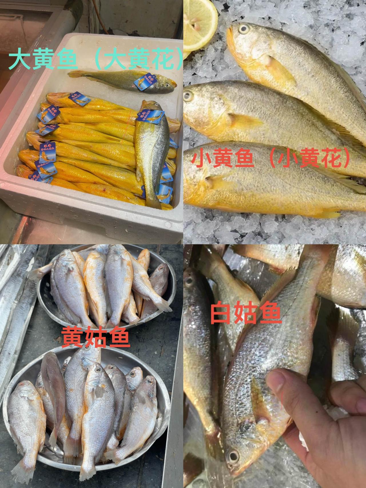 别买假黄花鱼了！黄花鱼是统称，是两种鱼的统称。黄花鱼包括大黄花鱼（大黄鱼）