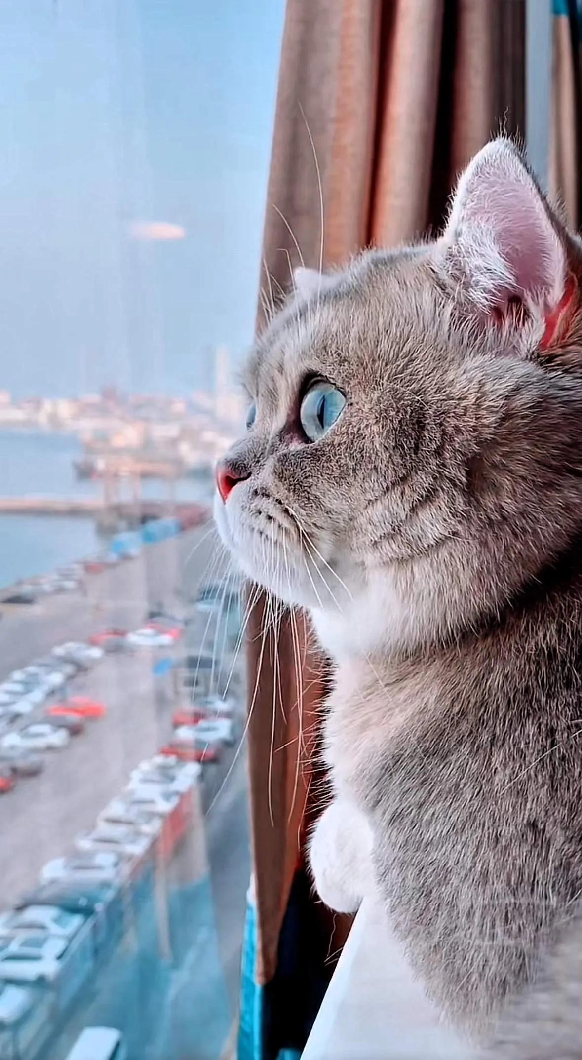 你知道吗？深夜人睡着后，99%的猫会悄悄跳上床，用鼻尖对准人的鼻孔确认人是否还