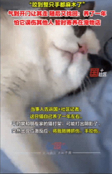 太危险了！浙江，女子养了一只布偶猫，不料猫咪突然就袭击了女子，将她的胳膊抓得一道