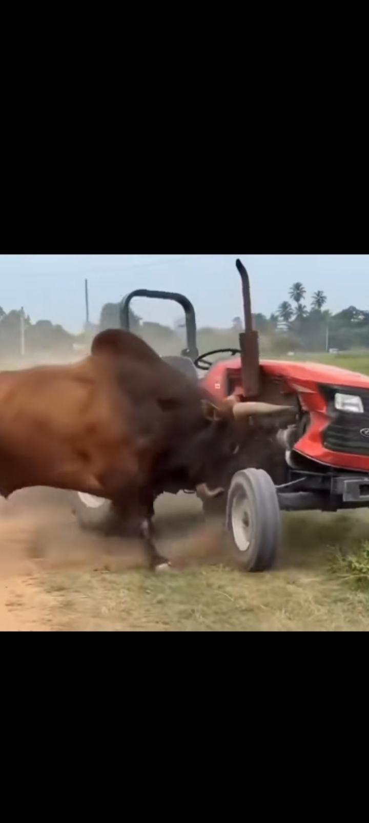 当老黄牛疯狂冲向拖拉机时，你就会瞬间明白失业的滋味。AI没错，人工智能没错，