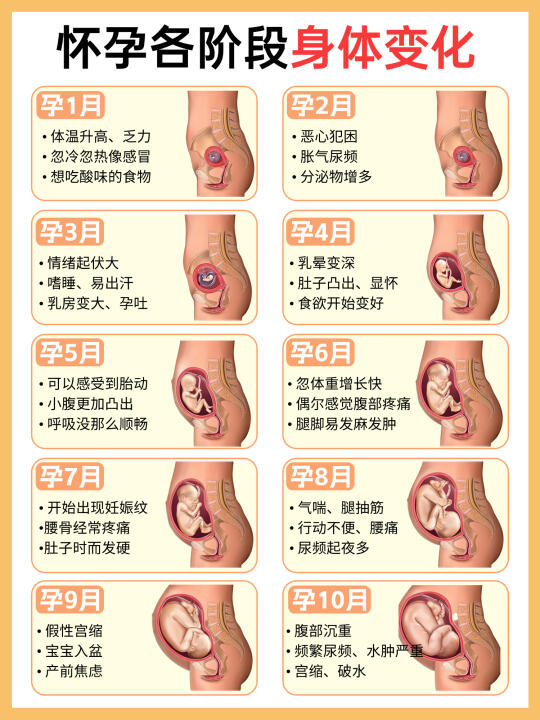 🤰🏻怀孕各阶段身体变化，准妈妈必看！