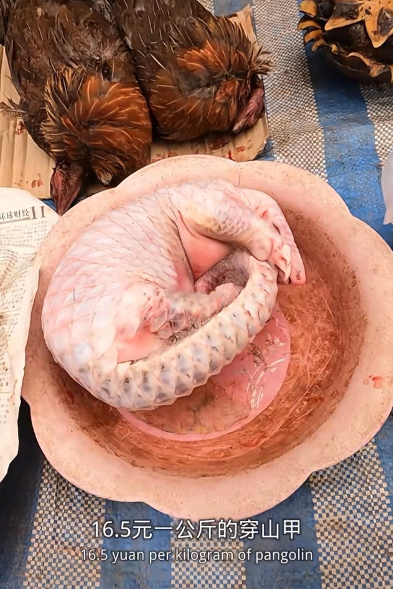 在老挝，穿山甲卖的比猪肉还便宜，16.5元一公斤。