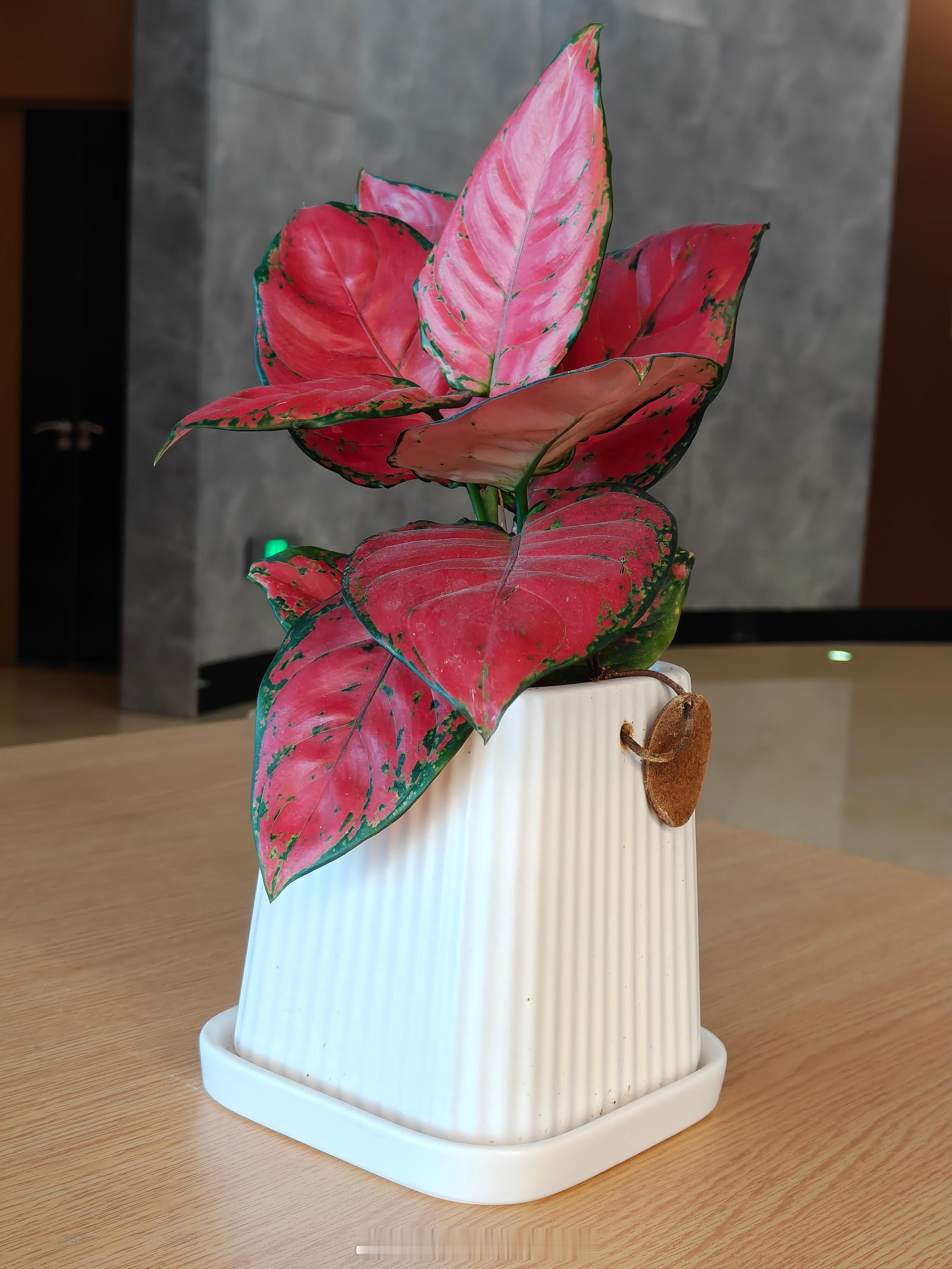 一加ace6t新品发布终于可以露个尾巴了，一加ace6t拍照也够用了