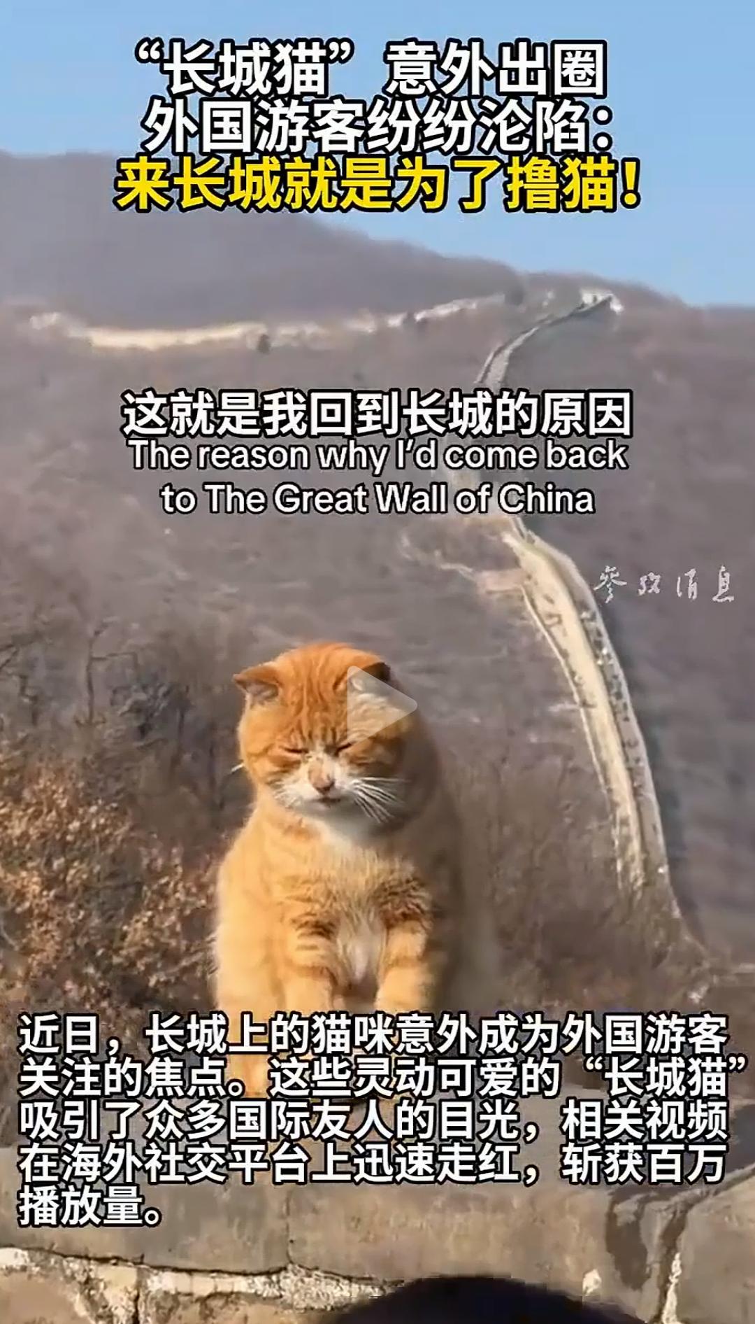“长城猫”火出圈外国游客沦陷了：来长城就是为了撸猫!​“长城猫”火出圈，背