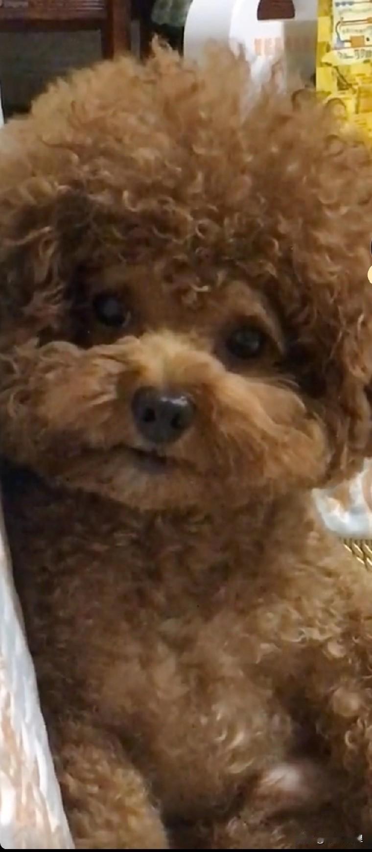 泰迪出门溜达，刚走出家门就被一只大狗给揍了。回到家后，它浑身哆哆嗦嗦，嘴里还念念