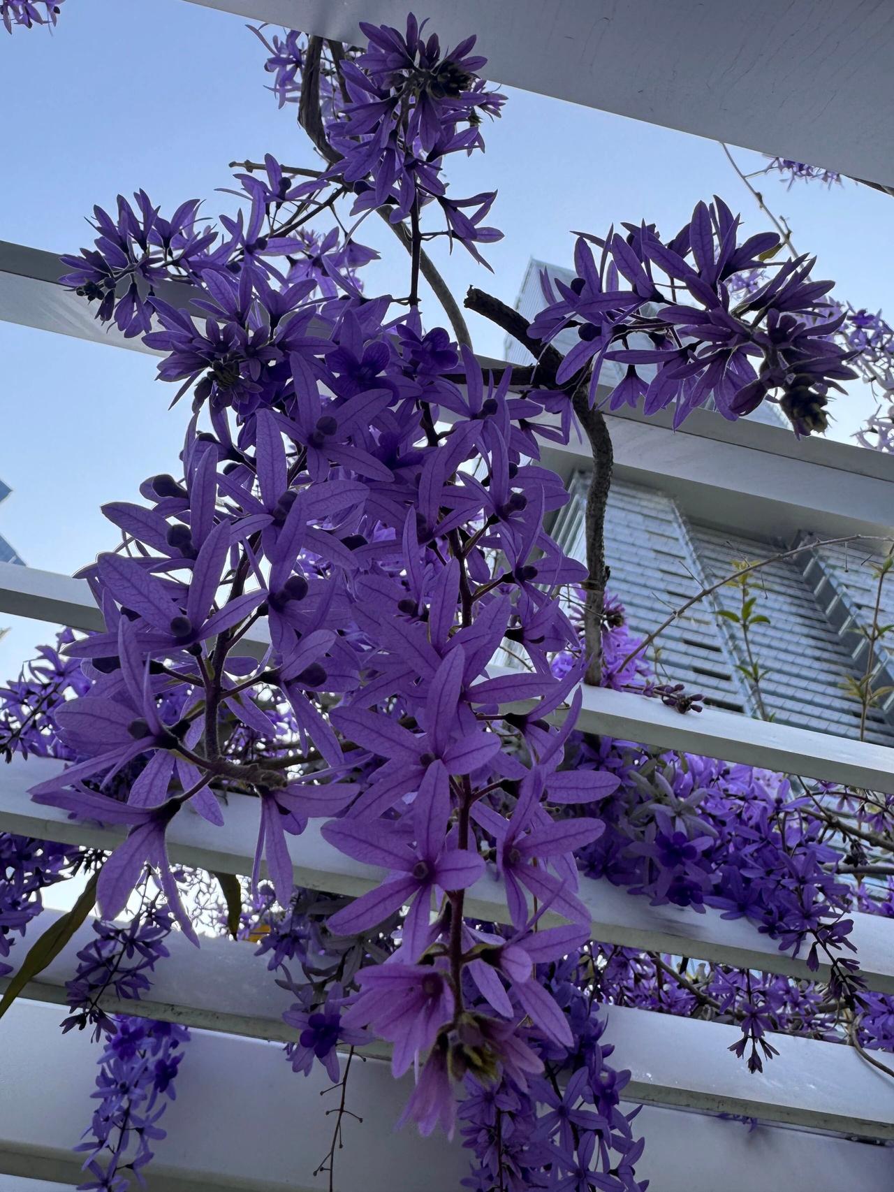 紫色花海，浪漫绽放，美不胜收！