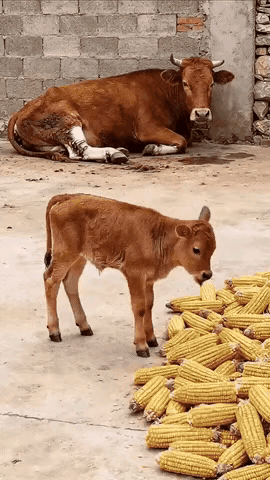 牛妈妈腿受伤了，躺在墙角动弹不了。刚出生几个月的小牛犊跑过去，把玉米棒子叼起来喂