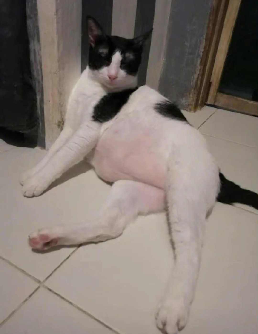 小时候🆚长大后小猫咪的生长也太快了吧……