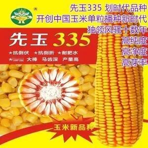 《十种高产玉米品种各自的特色》1、良玉99：耐密植好；2、沃玉3号：棒穗粗大