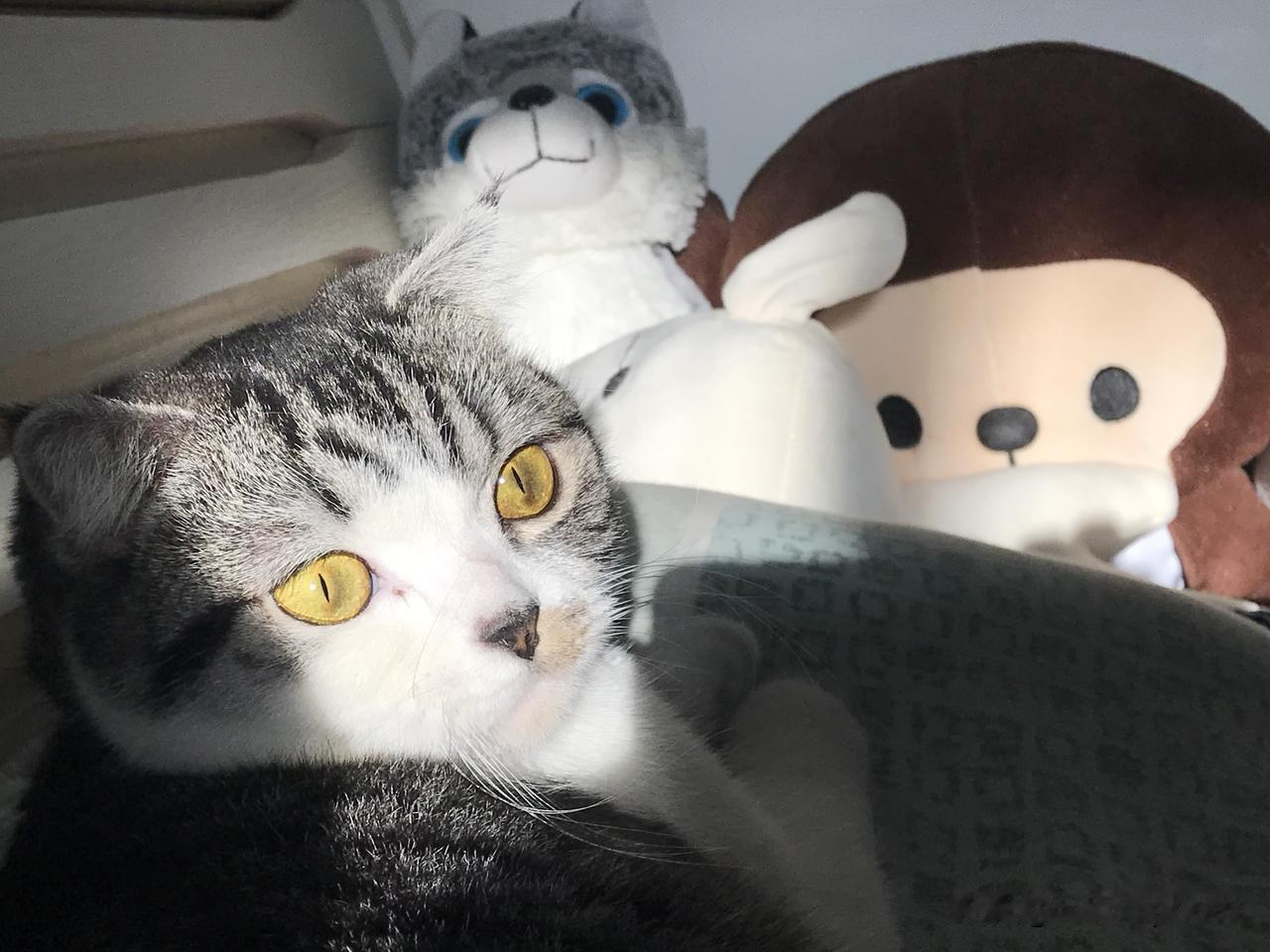 发一张你家猫的可爱照上来吧你能看到我的猫咪和玩具偶混在一起吗？