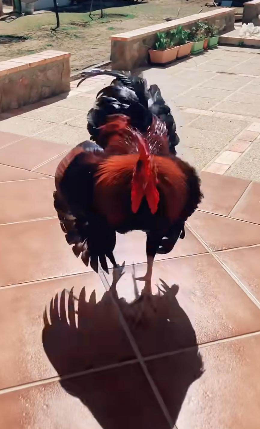 有必要普及一下鸡鸭知识了。1、鸡可以原地起跳1米多高、两三米远，乡下以前普通的