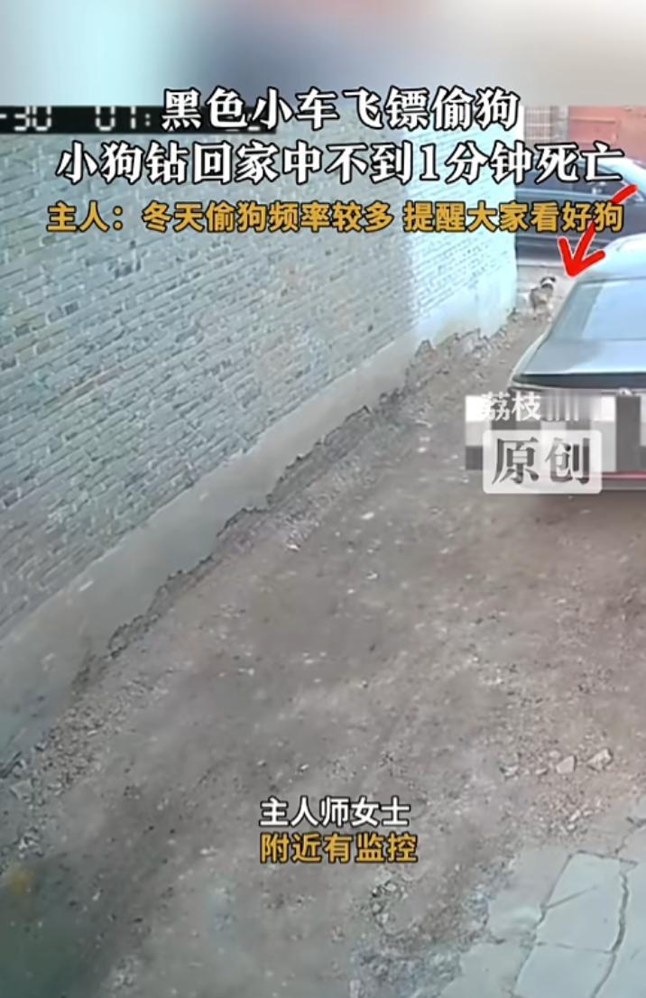 “必须严查！”11月30日，山西吕梁，一辆黑色轿车内，男子摇下车窗往狗身上打飞镖