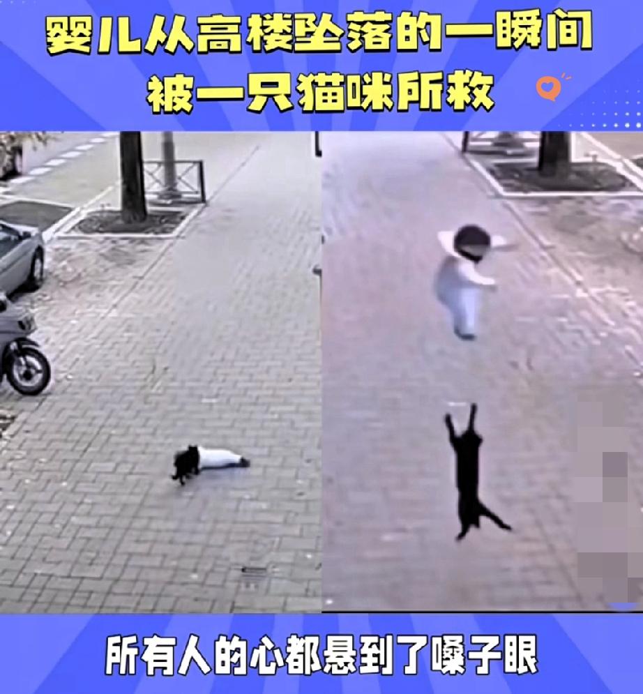 真的，手都在抖！小孩从楼上掉下来的瞬间，谁能想到救他的竟是一只猫？那猫可