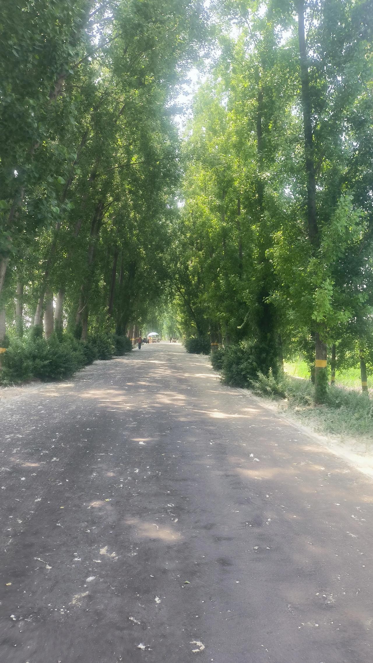 周六逛白洋淀湿地公园，满地杨絮三大隐患太现实今天是周六，上午驱车来到了白洋淀