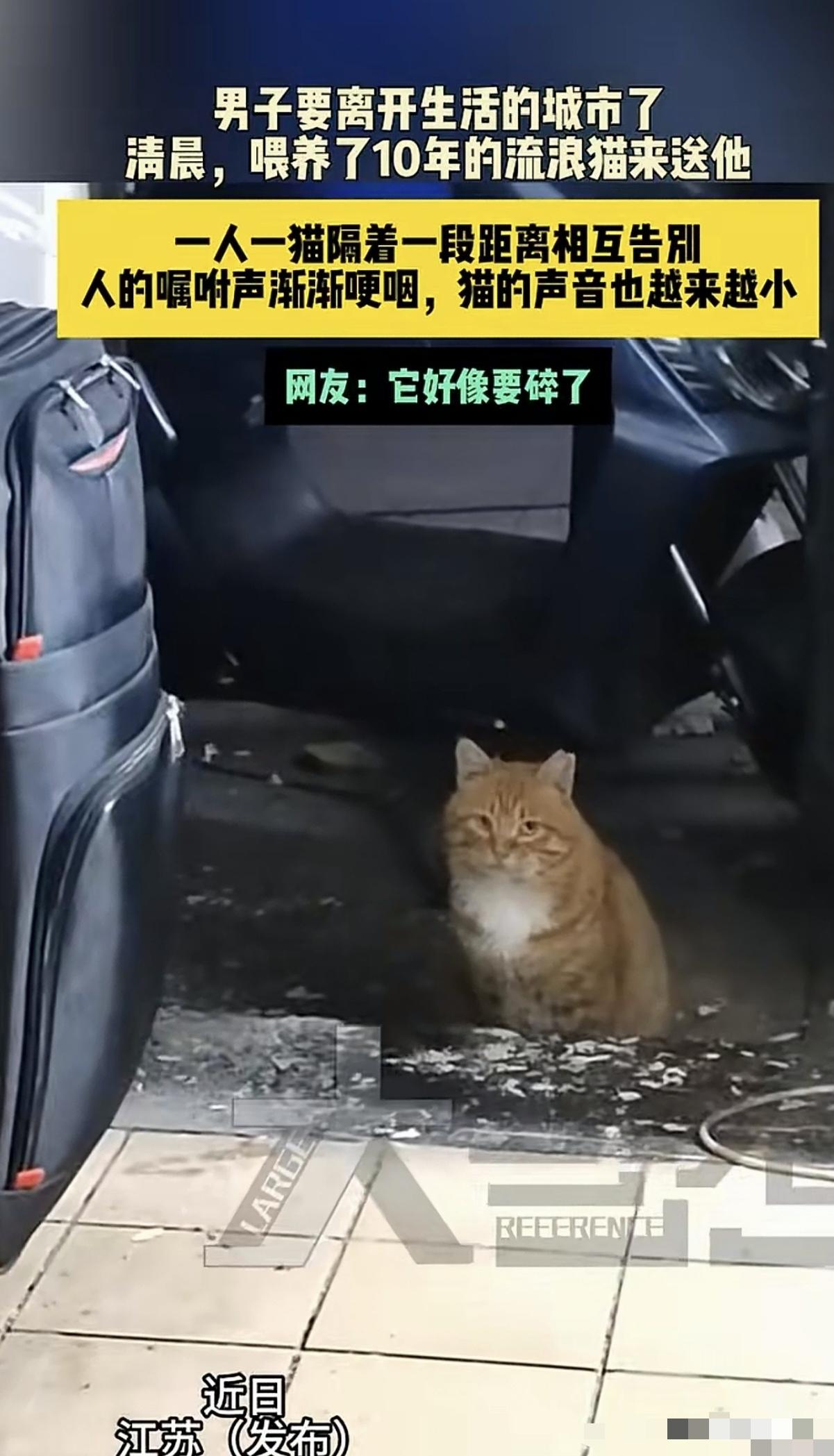 暖心了！江苏男子因为工作调动，担心那只喂养了10年的流浪猫以后没有人照顾，于是把