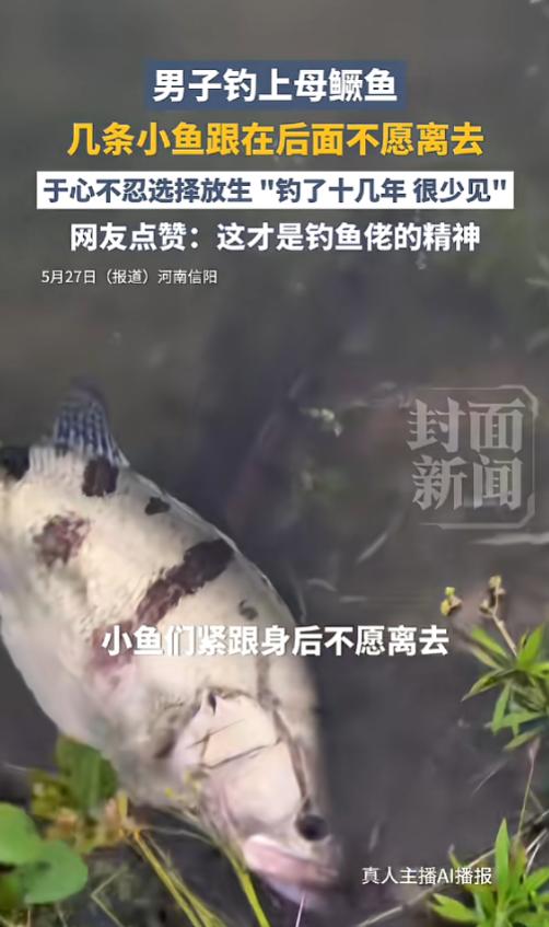 “这鱼太有灵性了！”5月28日报道，河南信阳，一男子钓上母鳜鱼后，把它拴在水里，