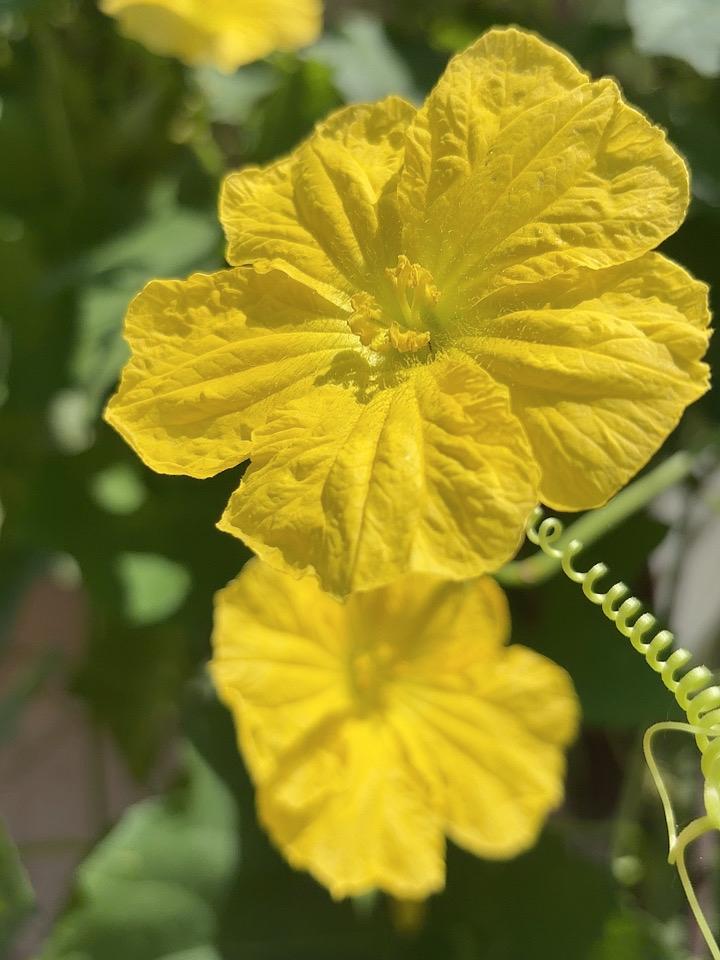 种在花盆里的丝瓜开花了虽然不长丝瓜但是这个花还是很好看的！