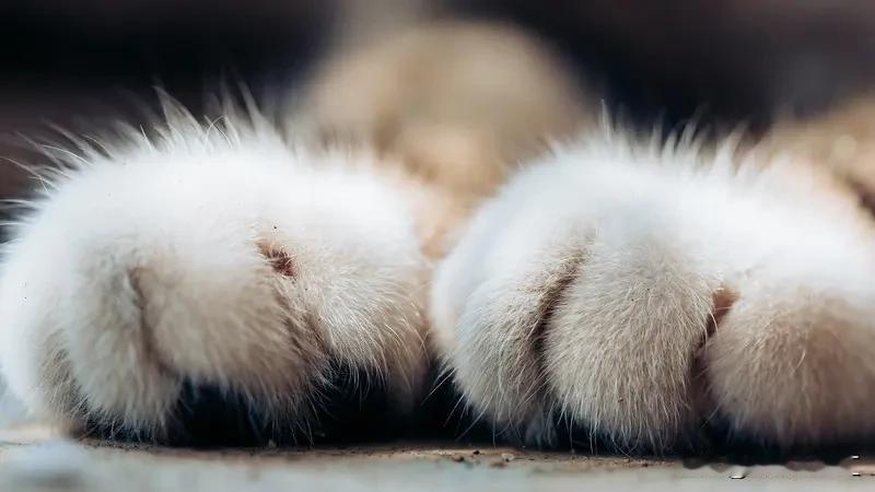 猫咪爪子可爱到犯规！从外观上看，猫咪的爪子小巧圆润，粉粉嫩嫩的肉垫就像小棉花糖，