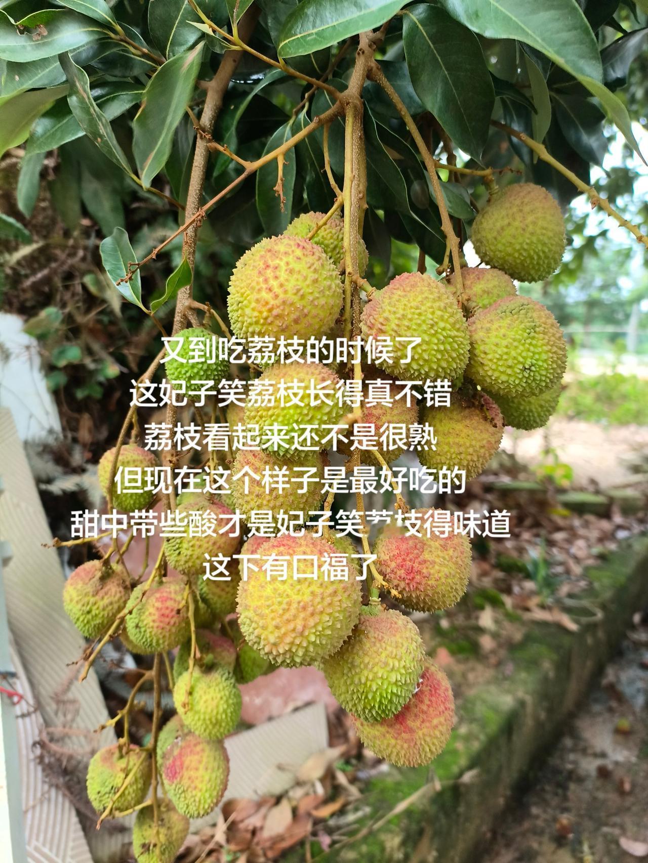 又到吃荔枝的时候了这妃子笑荔枝长得真不错荔枝看起来还不是很熟但现在这个样子