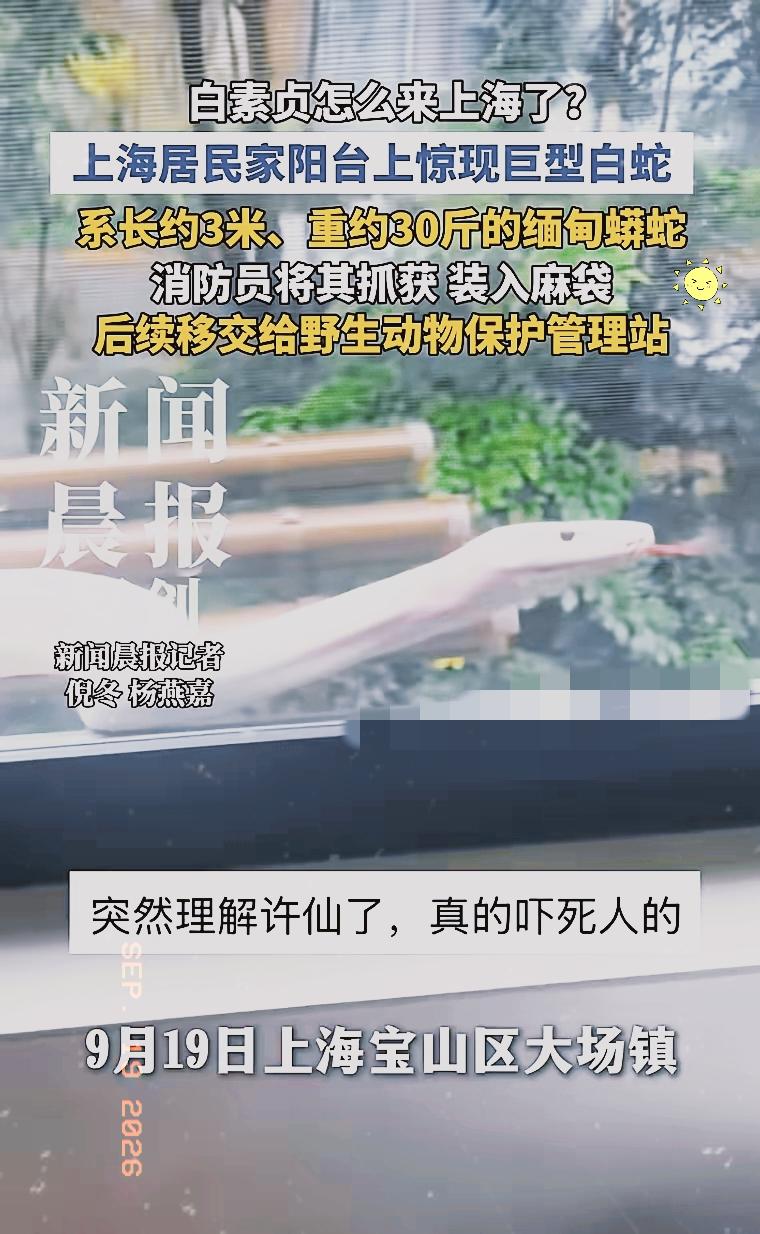 隔着屏幕都头皮发麻！上海小区居民窗边突然冒出一条大白蟒，网友调侃这下终于懂许仙的