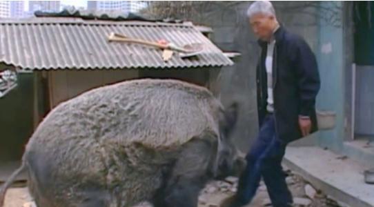 2020年，黑龙江男子无意间救下一头野猪幼崽，并照顾它吃喝。过了半年多，野猪终于