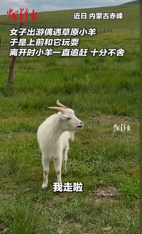 “这小羊也太有灵性了！”女子到内蒙古旅游时，和一只小羊相处得十分亲近。临走前，她