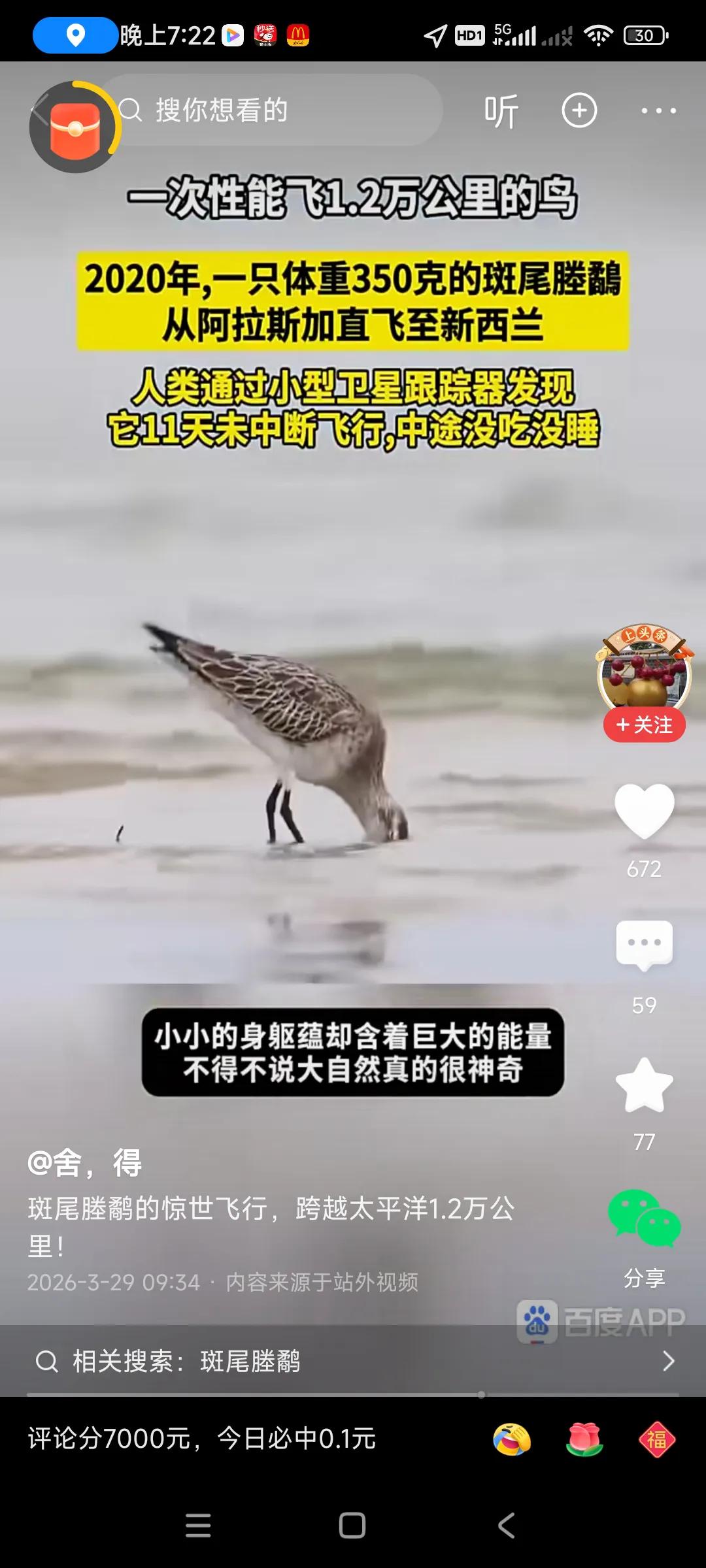 小鸟十一天不吃不喝，连续飞行12000公里，比飞机还要牛，飞机也要加满油，才能飞