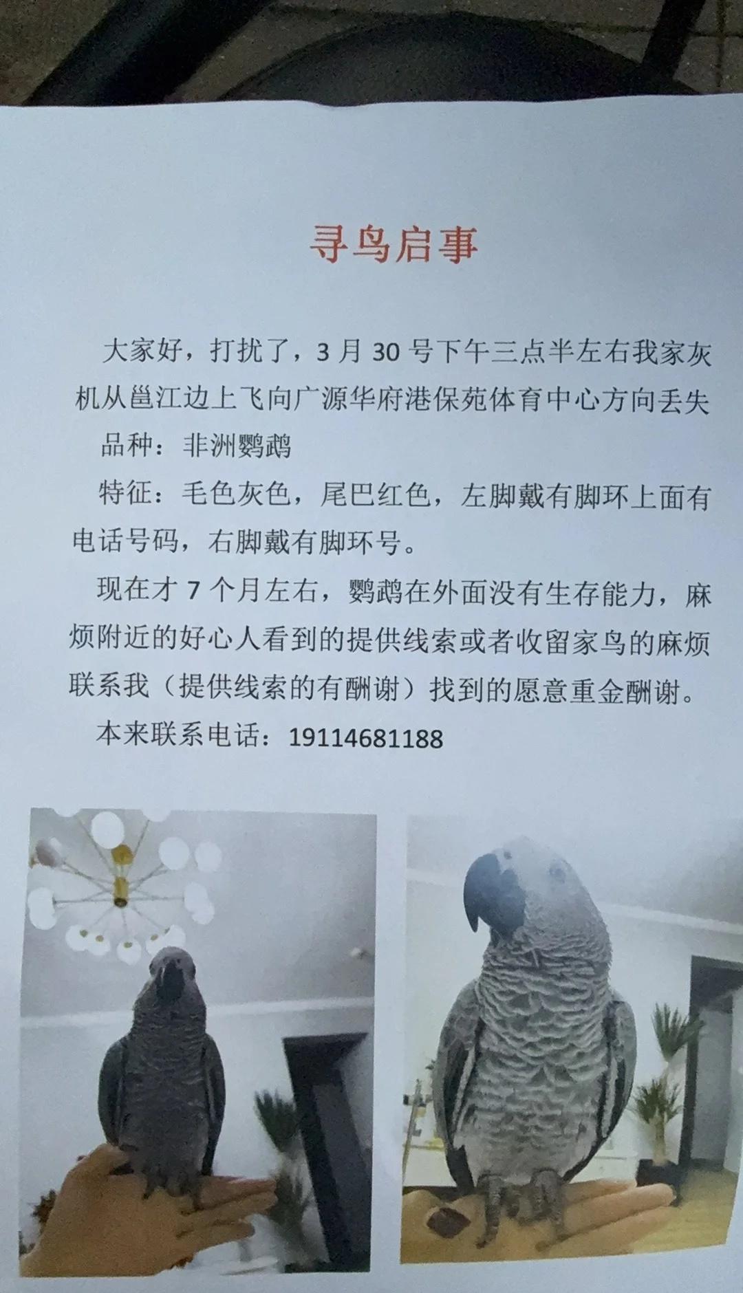 寻找南宁五象丢失的灰机鹦鹉（酬金7000）提供有用线索者🉑1000～2000