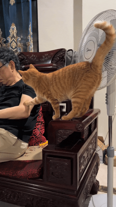 瞅这只胖橘猫，踮着脚往椅子上站，把小爪子轻轻搭在主人胳膊上，一个劲儿喵喵叫个不停