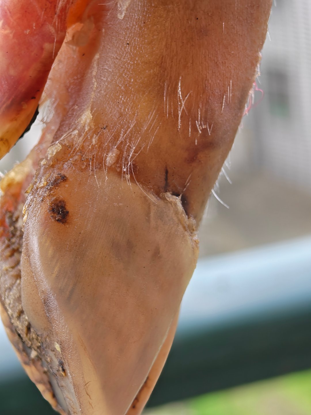 邻居家的腊肉腊猪蹄都晒到阳台了。隔着屏就馋了好想偷一块回家，话说腊肉炒什么最好吃