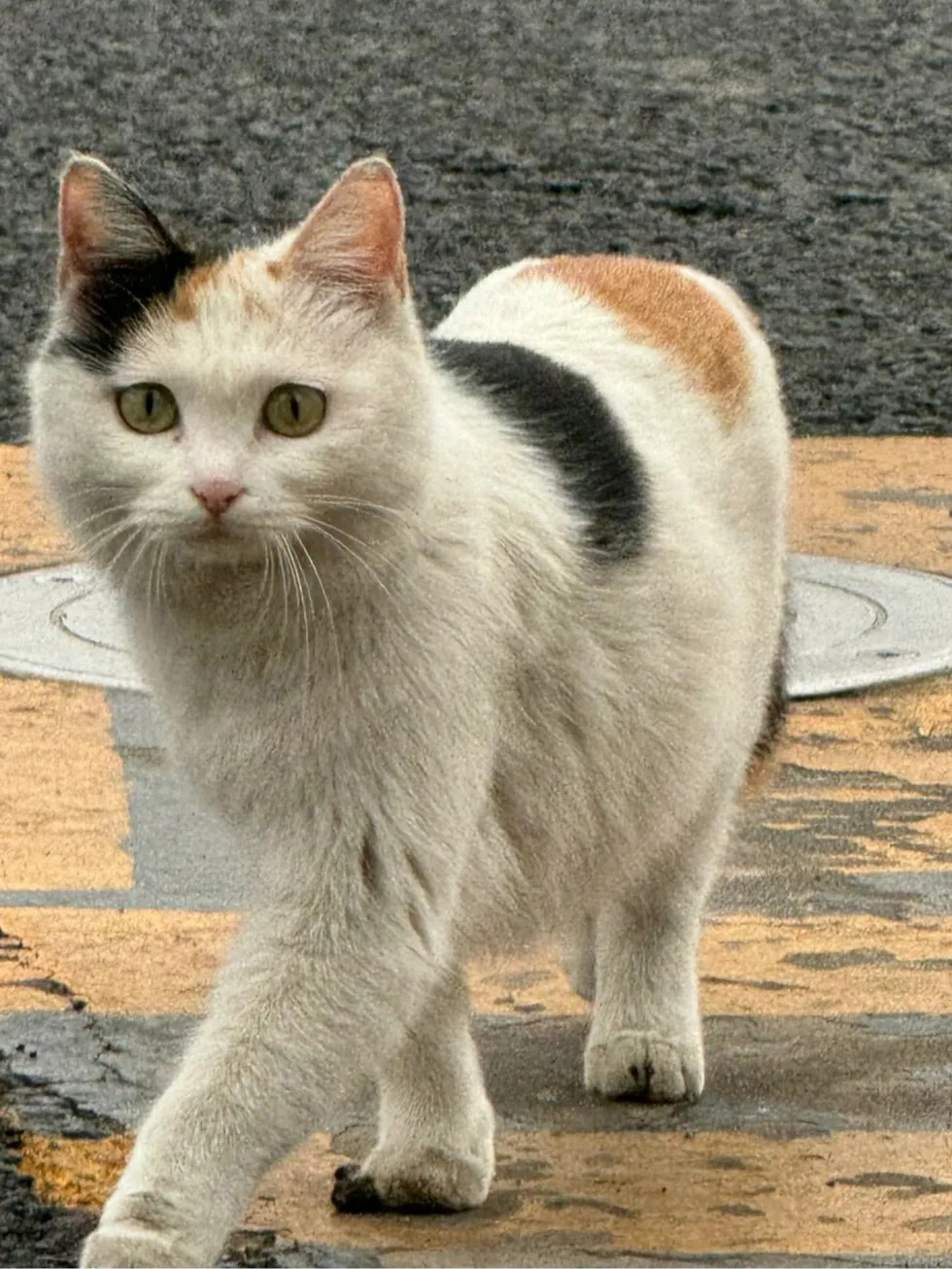 路边偶遇三花猫，不知道有没有家。看似象流浪猫！