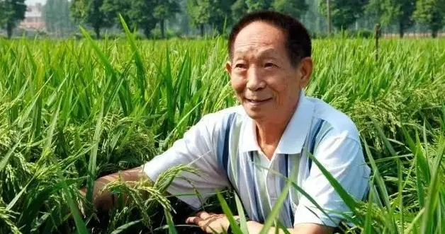 袁隆平：杂交水稻之父背后的粮食安全制度架构