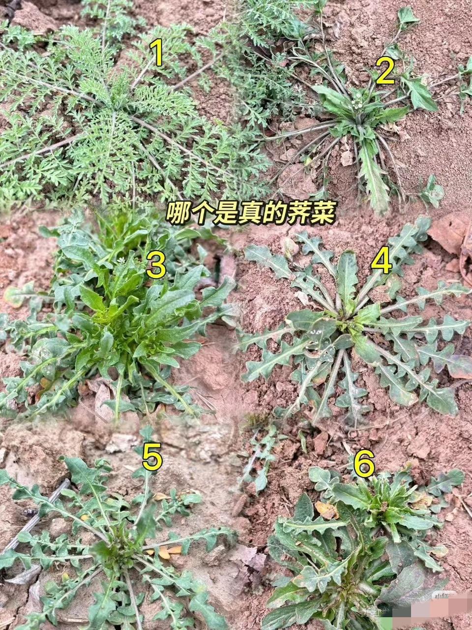 哪个是真荠菜🧐只有农村的孩子才认识吧[捂脸哭]