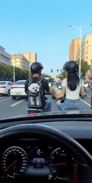 小家伙刚把吃的塞满嘴，腮帮子鼓得跟球一样。还没来得及咽，身后“嘀！嘀！”两声喇